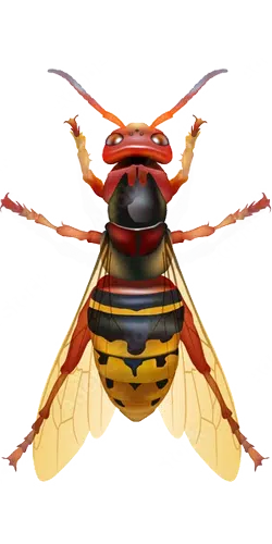 frelon eu