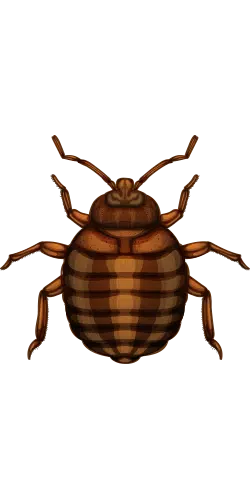 cafard.png